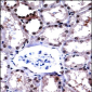 APLP2 Antibody (C-term)